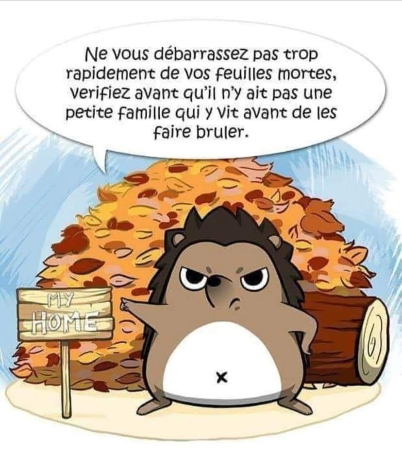 MarilyneChenuet's tweet image. Ne vous débarrassez pas trop rapidement de vos feuilles mortes.
Vérifiez avant qu'il n'y ait pas de petite famille qui y vit avant de les faire brûler.
Mieux, laissez-en un tas dans un coin de votre jardin. 
#Hérisson
#Hedgehog