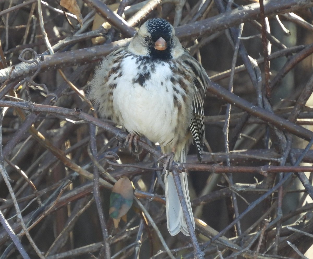 geldred's tweet photo. Harris's Sparrow, Monmouth County, NJ. March 9, 2026. Beautiful bird! https://t.co/2V4VQE5qL8