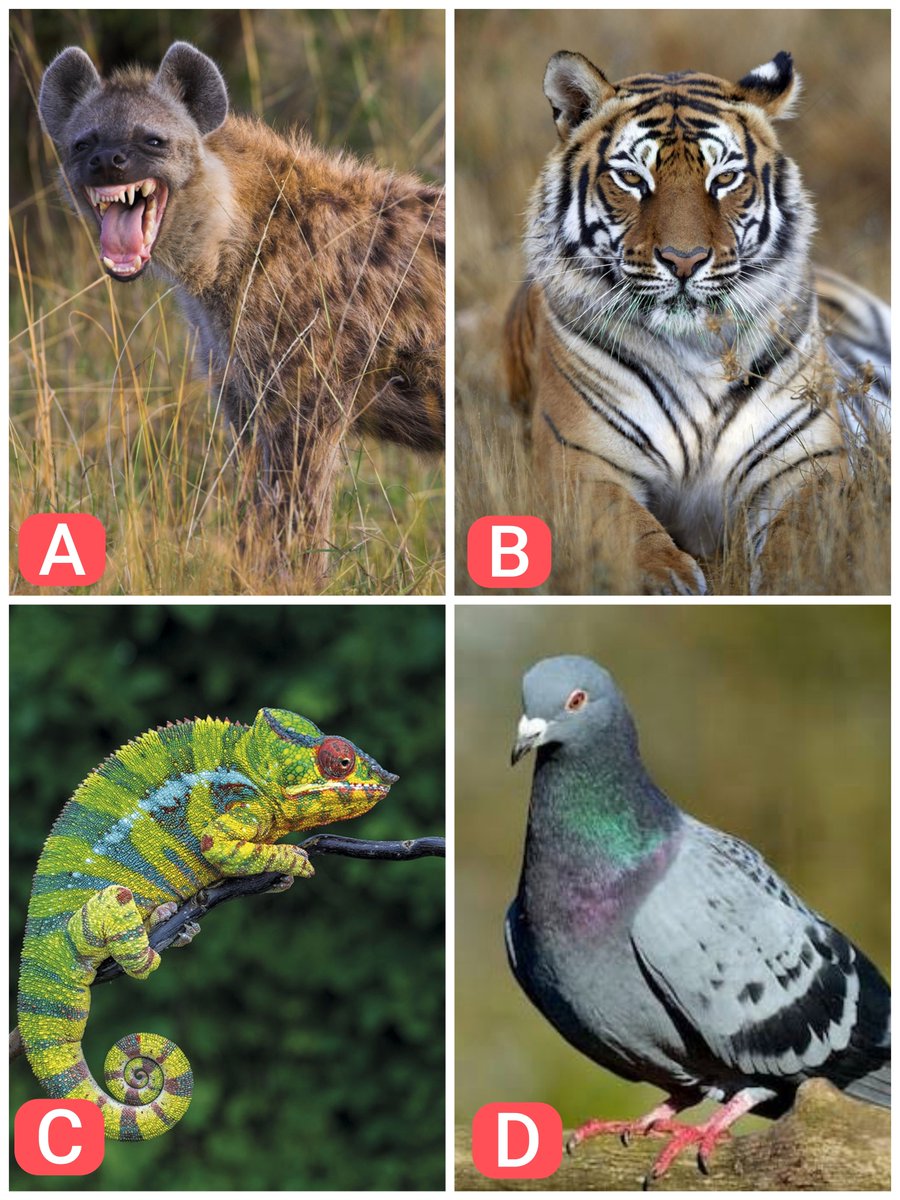 🇨🇴 Definamos de una vez por todas lo siguiente:

Por quien votaría si en el tarjetón a primera vuelta están los siguientes candidatos:❓