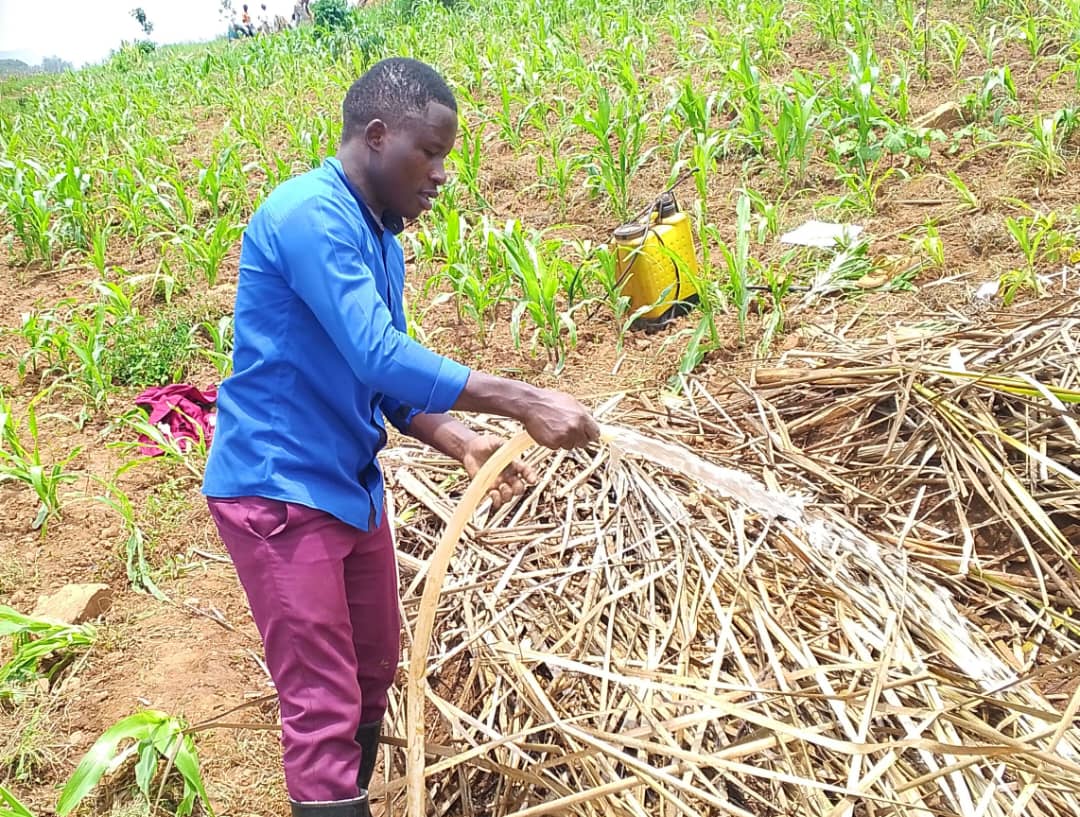 On March 12, 2026, in Mwogo Sector, <a href="/BugeseraNews/">Bugesera News</a> District, CFOV Haragiriman Donathi visited UBUMWE group farmers at Gitaraga site. They prepared three pepper nurseries, applying manure, mulching, watering, and pest control to prevent termite damage.