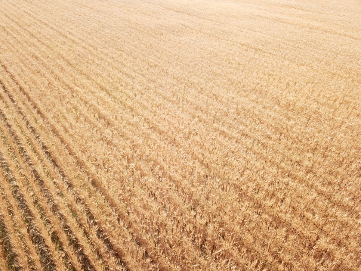 Brock Shearer tweet media