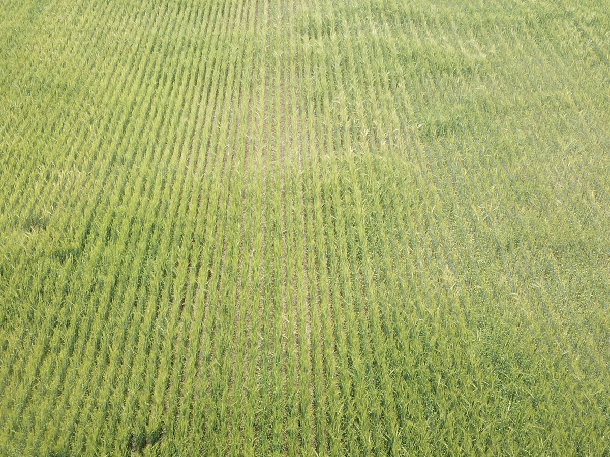 Brock Shearer tweet media