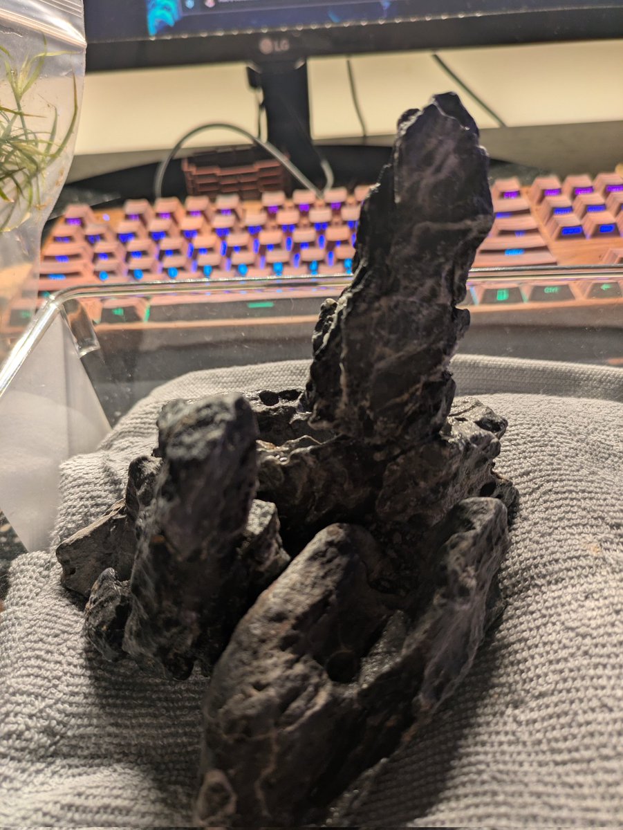 Praeliator tweet media