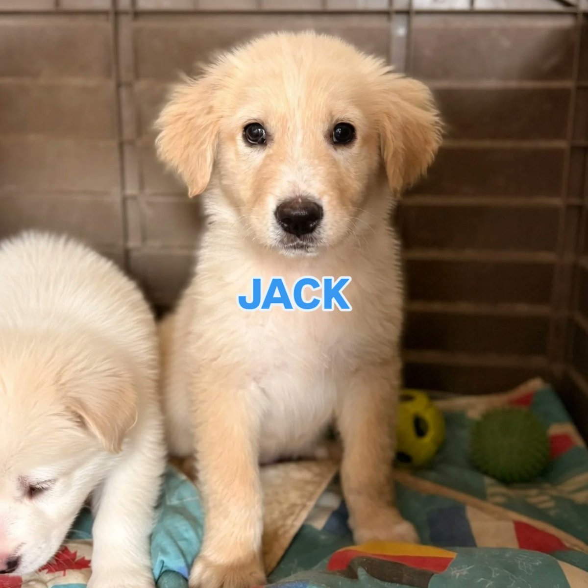 Cuore coraggioso Jack è stato trovato ad un angolo della strada, con il suo corpo proteggeva i suoi fratelli. Ha 2 mesi futura taglia media, si trova in rifugio in Sicilia adottabile al centro nord Italia.
Wa ☎️3204482446 
#staseratuttoepossibile #12MAR2026 
#fantachilhavisto