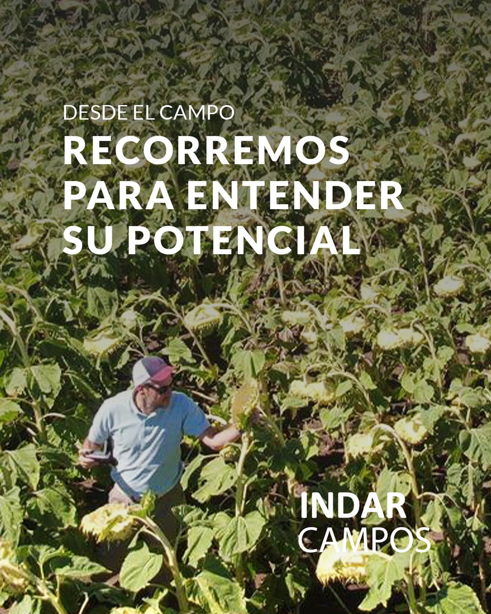 IndarCampos's tweet photo. Cada campo se entiende recorriéndolo.

Caminamos los lotes, observamos cultivos, suelos, accesos y el entorno productivo para analizar su verdadero potencial.

📍 Bolívar, provincia de Buenos Aires. https://t.co/a8eCAkfyDJ