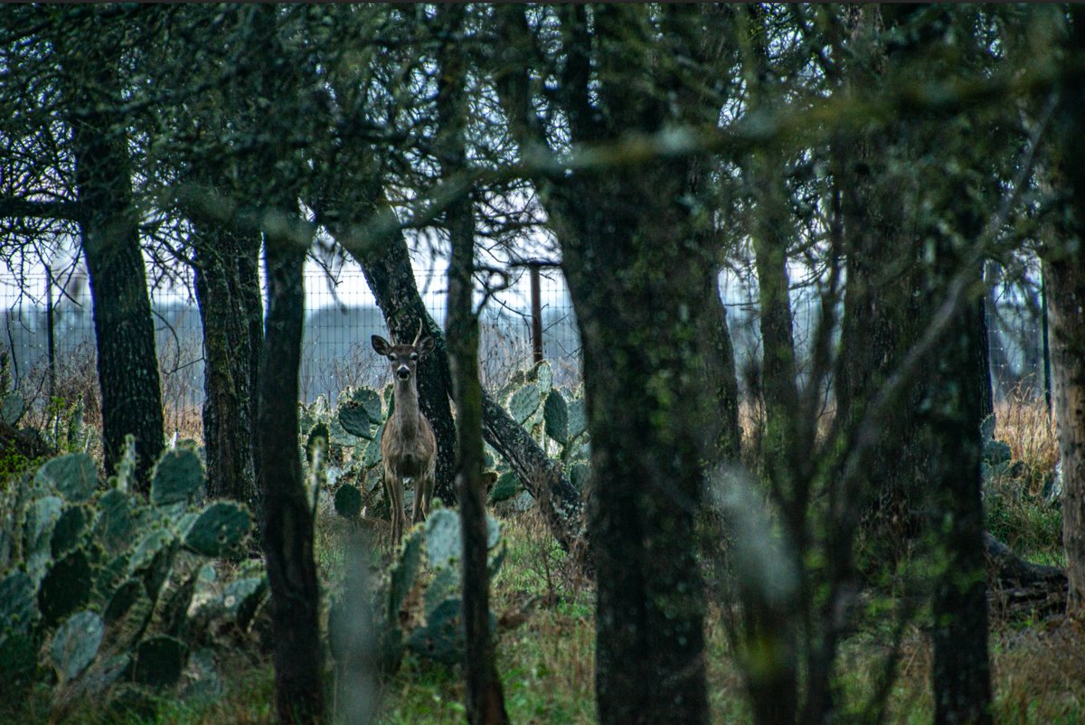 Fyveonit🔀 tweet media