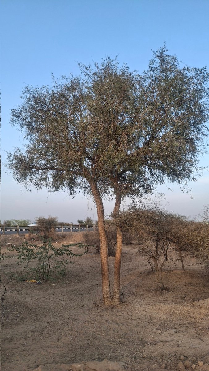 UpadhyayTolaram's tweet photo. #bikaner #rajasthan #bharat #thar 

सड़क किनारे खेजड़ी का पेड़। https://t.co/VRdPXJw2iW
