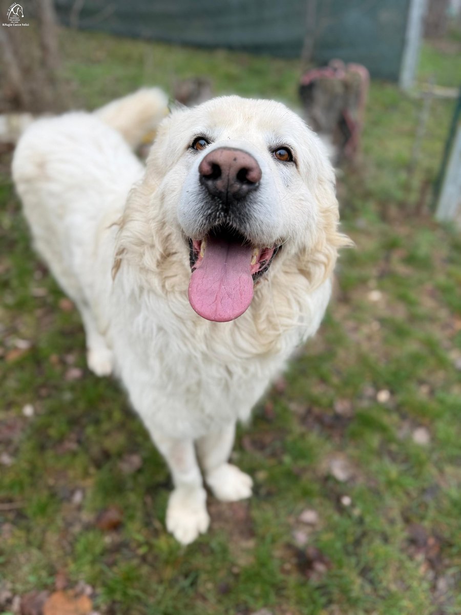 cuccefelici's tweet photo. Icaro è un #pastoreabruzzese nato nel 2023: buono, affettuoso e vivace; va d'accordo con tutti, persone, cani e gatti. Vieni a conoscerlo in Rifugio! https://t.co/0ZUjd1GhdK #noncomprareadotta #canile #LAquila #Abruzzo #randagio #adozione #LNDC #LegadelCane https://t.co/ndsdAqViP4