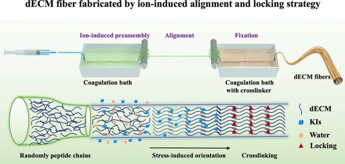 MaterialsF85318's tweet image. Ion‑Induced Alignment and Locking Fabricates Strong Fibers from Disordered Decellularized Matrix
🧑‍🎓Xuanyong Liu et al.
🏫Donghua University
🔗link.springer.com/article/10.100…
#Decellularized matrix fiber #Alignment #Suture #Electrode