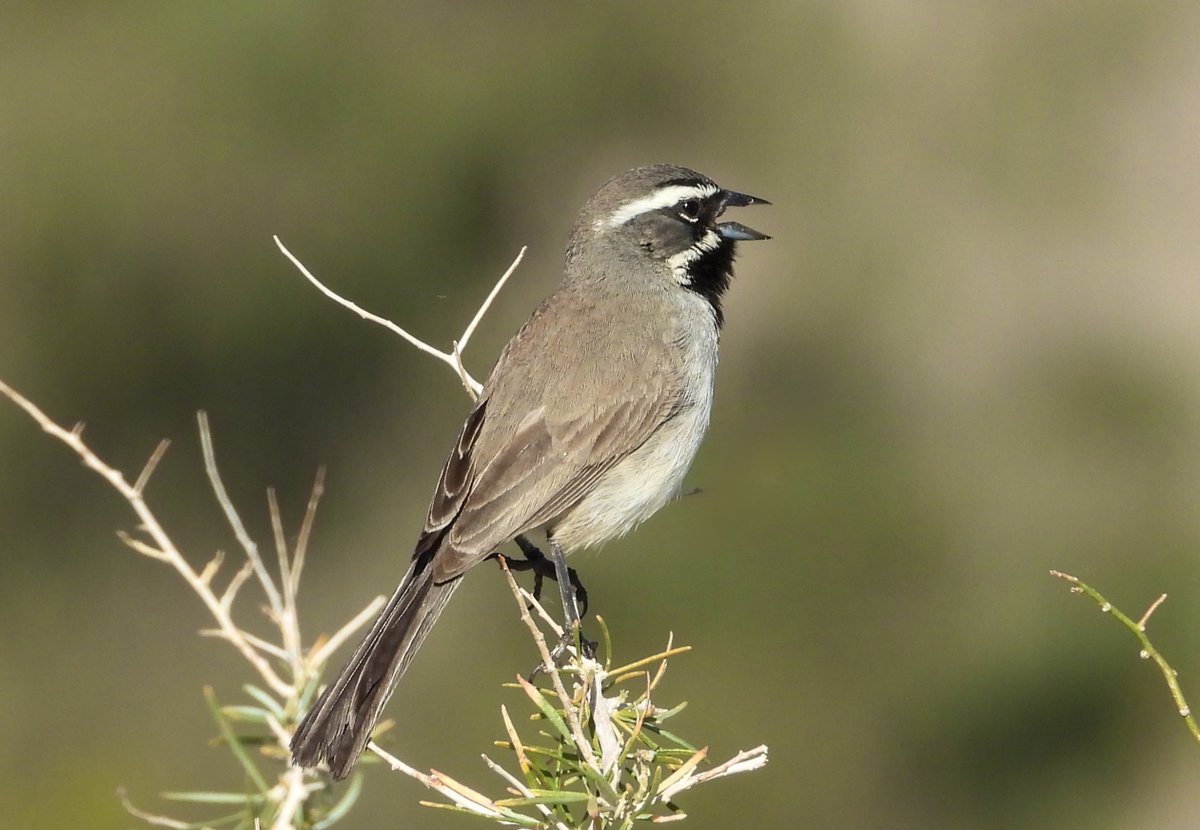 Leslie SoCal ☮️📸🇵🇸 tweet media