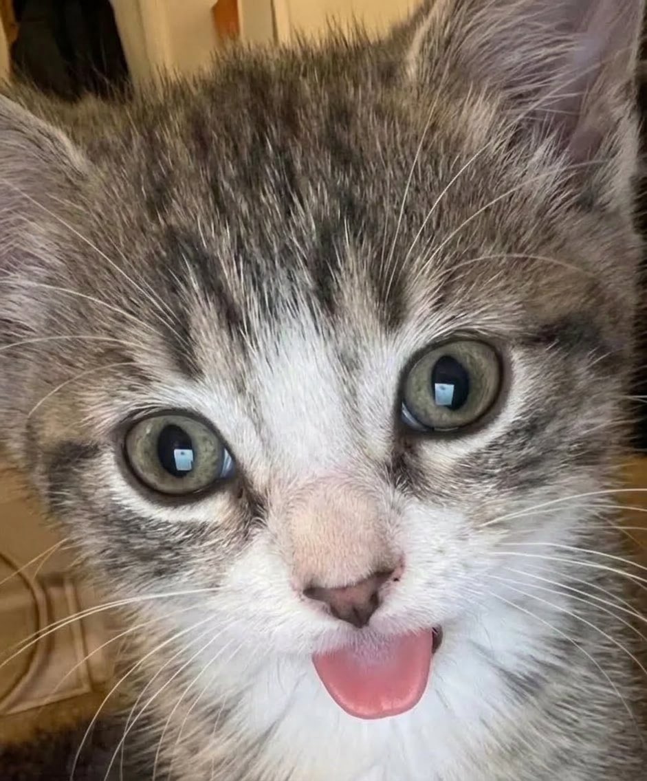 Vera Badias tweet media