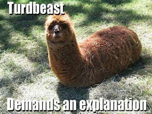 twill89au's tweet image. Gm gm