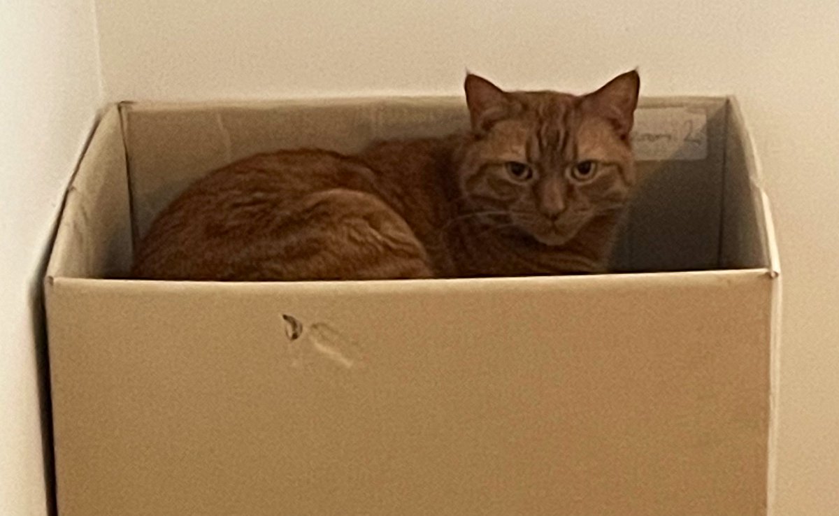 Afternoon chums!  
It’s really windy here today so I’m staying indoors.  Despite having two beds upstairs - I’m
resting in a box! 😹
JacK 🐾🐾
#CatsOfTwitter
#CatsOfX