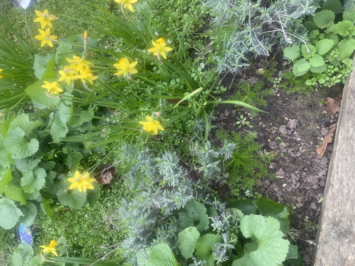 Ferham Primary tweet media