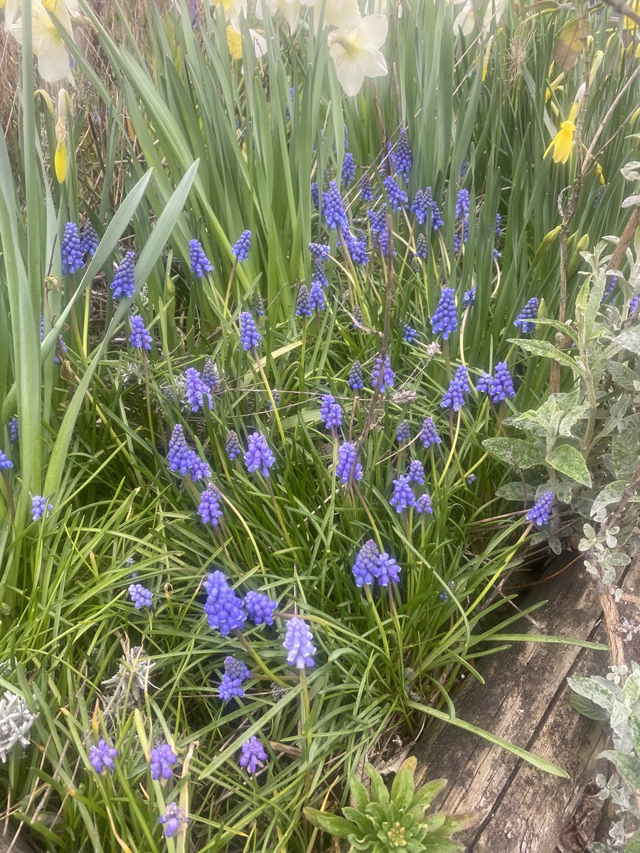 Ferham Primary tweet media