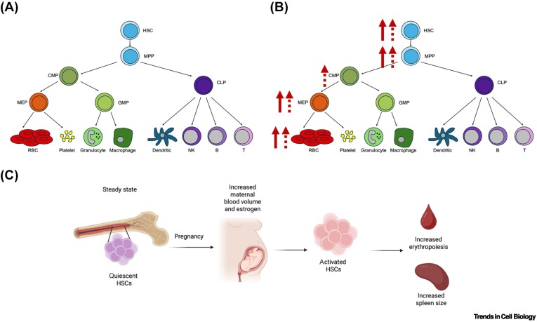 Trends Cell Biology tweet media