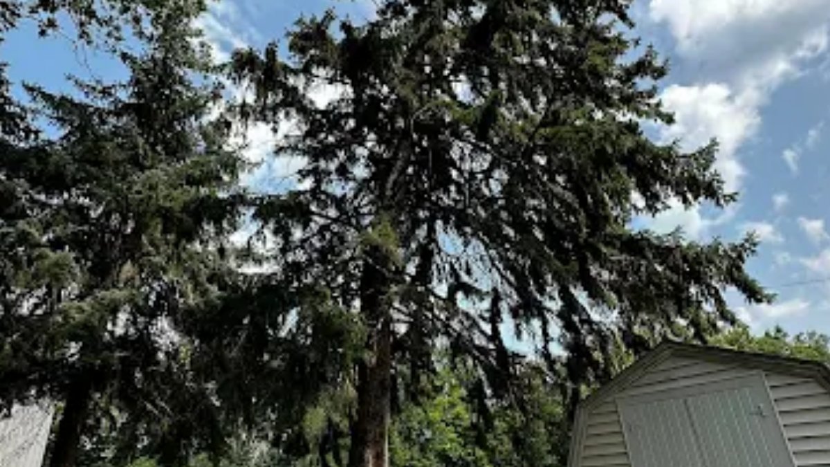 ruggedtree1's tweet photo. What an Arborist Looks for During a Tree Inspection?

Your trees look fine—but trouble can hide inside. Rot, cracks, weak branches… a falling limb can be dangerous. A trained arborist checks trunk, roots &amp; branches. Free inspection.

#TreeHealth #BrookingsSD https://t.co/nQterf6yPt
