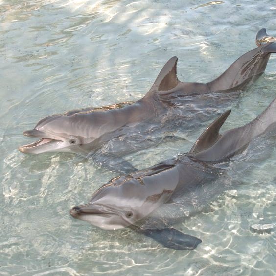 ˚ʚ♡ɞ˚ (@lovelycutedaily) on Twitter photo 