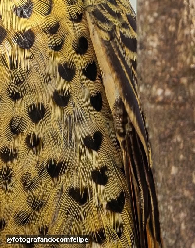 Indie5051's tweet photo. Fotógrafo encuentra un pájaro carpintero dorado con marcas en forma de corazón en sus plumas. https://t.co/zVYWRX4gqZ