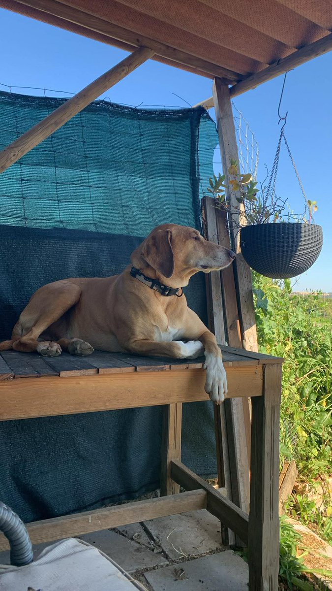 Paws in Paradise tweet media