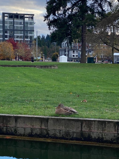 🦆