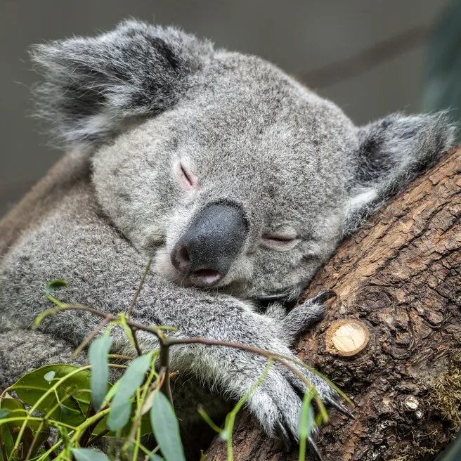 Indie5051's tweet photo. Los koalas prefieren dormir en vez de sufrir por amor.

Durante el apareamiento, los machos llaman a las hembras y, si no reciben respuesta, vuelven a dormir para conservar energía. https://t.co/dxb574DBG5