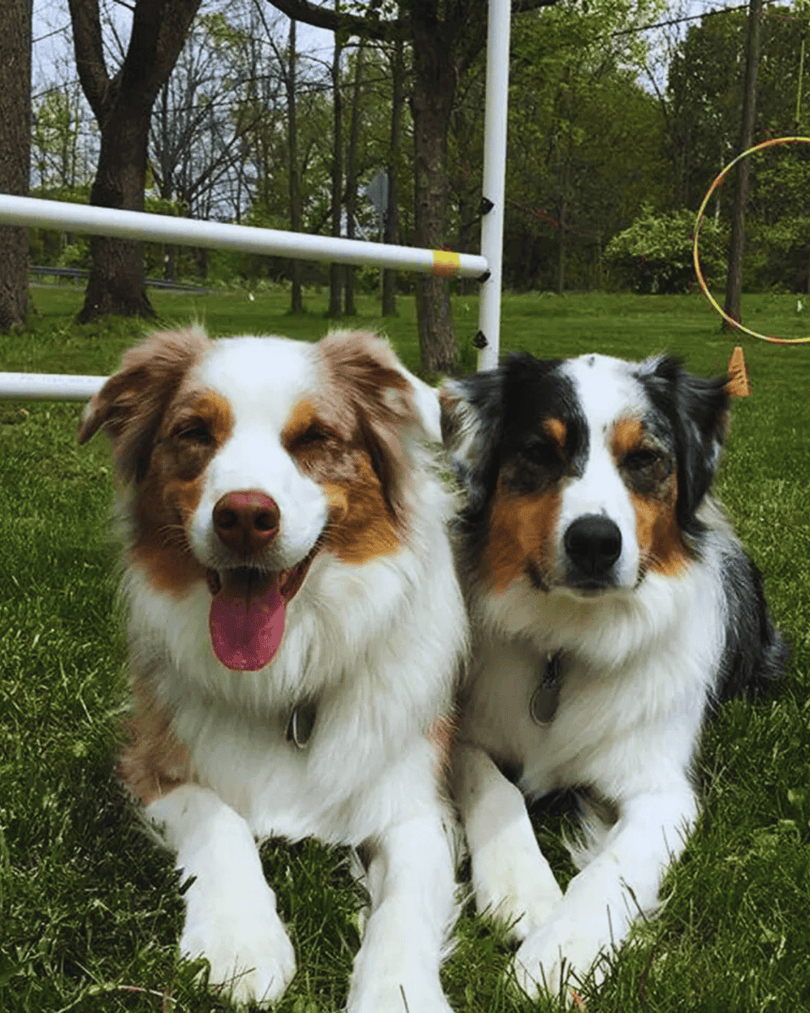 ✨ Small Business Spotlight: Suncoast DogWatch ✨

Serving Sarasota, Suncoast DogWatch installs custom hidden fences that keep pets safe without changing your yard’s look. 🐾

Safe pups. Seamless yards.

📍 Sarasota, FL