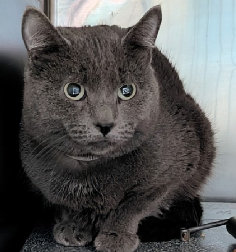 JLthekid9999's tweet photo. ππ JACK (ID 246909), 4 YO, MALE β IN MANHATTAN ACC - came into the shelter as an aco - owner surrender on 2/5/2026, with the surrender reason stated as person circumstance- hoarding situation. ππ πΏ πΏ πΏ πΏ
β‘οΈTBD 3/14/26
β‘οΈ TOO LOW ON PLEDGES TO STIMULATE RESCUE INTEREST
β‘οΈππ 4TH Chance on Emergency Placement List β BEYOND URGENT - NO ROOM IN SHELTER β WILL NOT BE GIVEN MUCH MORE TIME β VERY HIGH EU/SILENT KILL RISK β ππ π±π₯π₯π±
β‘οΈ 36 DAYS IN SHELTER β TOO LONG β TIME IS RUNNING OUT
β‘οΈ JACK IS ON THE EPL FOR BEHAVIORAL REASONS - He is not thriving in the care center and continues to display distance-increasing behavior when approached for interactions. He has not warmed up despite staff using treats and other methods to build a positive association. This designation often means that the cat will be given very little time for rescue/foster/adoption. π₯π₯π₯π₯
What my friends at ACC say about me: I have lived with cats in my previous home. I'm an independent kitty who likes to do my own thing. I'm sensitive and shy. I'll need extra help from you. I would appreciate slow introductions to new people and places to help me feel safe. Hi, my name is Jack and the shelter has been a little overwhelming for me. I came from a home with many cats, who I've gotten along with well. Because I've lived in this home my entire life and have only been around one person, I have little experience with people and am hesitant of new experiences. I would enjoy living in a quiet home, preferably one with lots of vertical space so I have a place to perch and observe the room. I would also appreciate having experienced, patient adopter(s) who are willing to take things slow with me. I would benefit from socialization, using rewards whenever I make a small positive step like making eye contact, allowing petting, or sniffing your hand. I'd prefer to take things at my own pace and would appreciate some good old fashion TLC. If you can open your heart to adopt a cat like me, I'll hopefully have the confidence to come around to my new people, like you! β€οΈ π»β€οΈ π»β€οΈ π»
NEEDS OUT OF SHELTER ASAP β
Please RT or pledge, if you can, to save this little one.
@AdamsPaulGrimke
ππΏπThank you