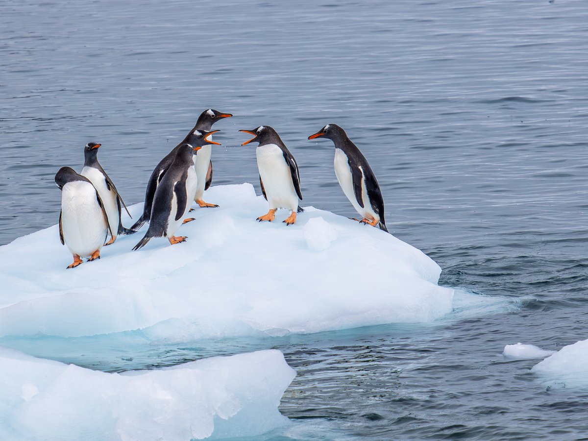 Thomas Falls tweet media