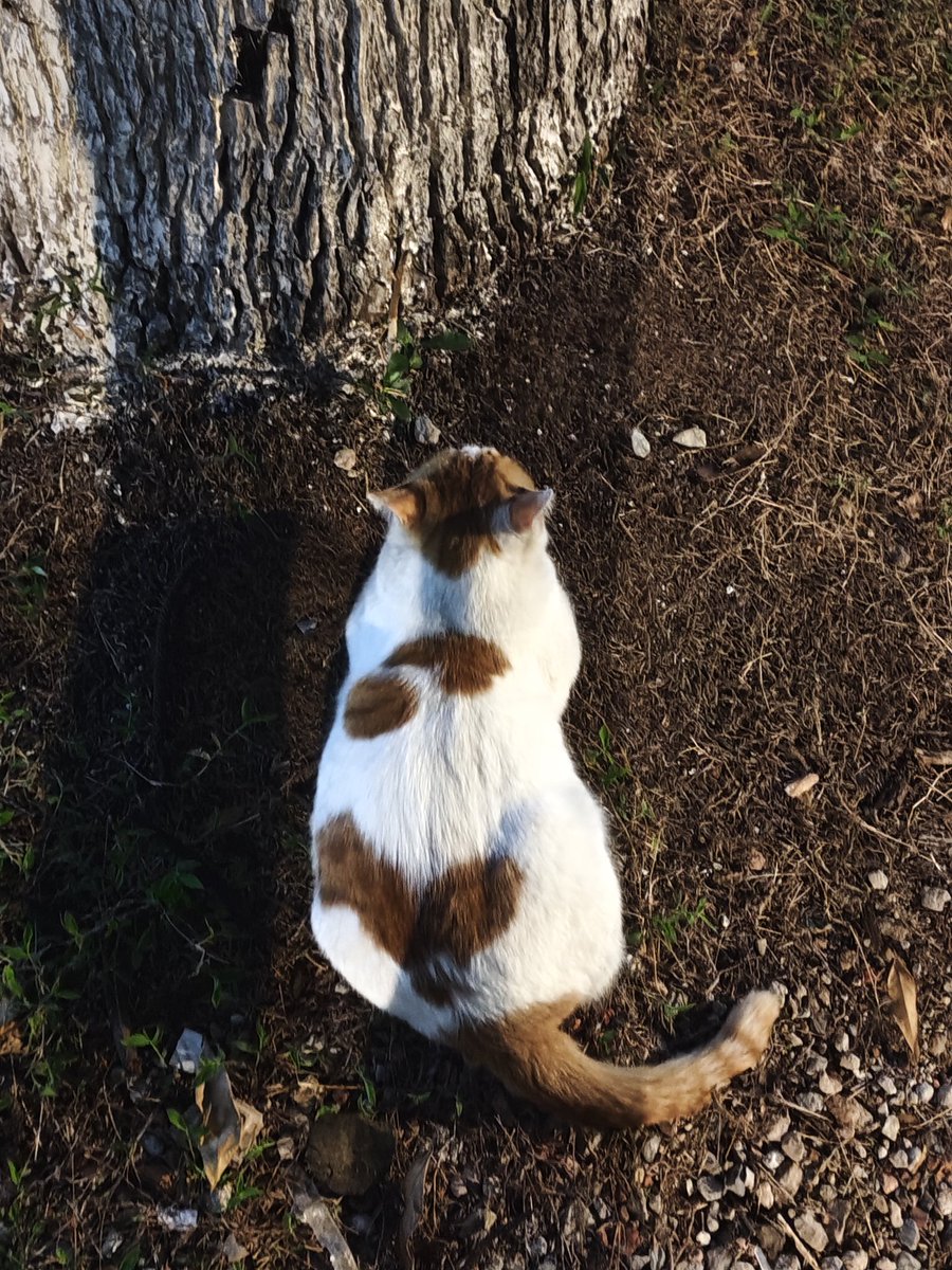 ynzozor's tweet photo. 两只有点像阿凡达的猫，虽然第一只咪只有屁股和非常糊的脸，但我可以稍微抽象地概括一下，大概就是宽宽的眼距，小小的眼睛，挑挑的眼尾（相对来说） https://t.co/L7gOdL8zaQ