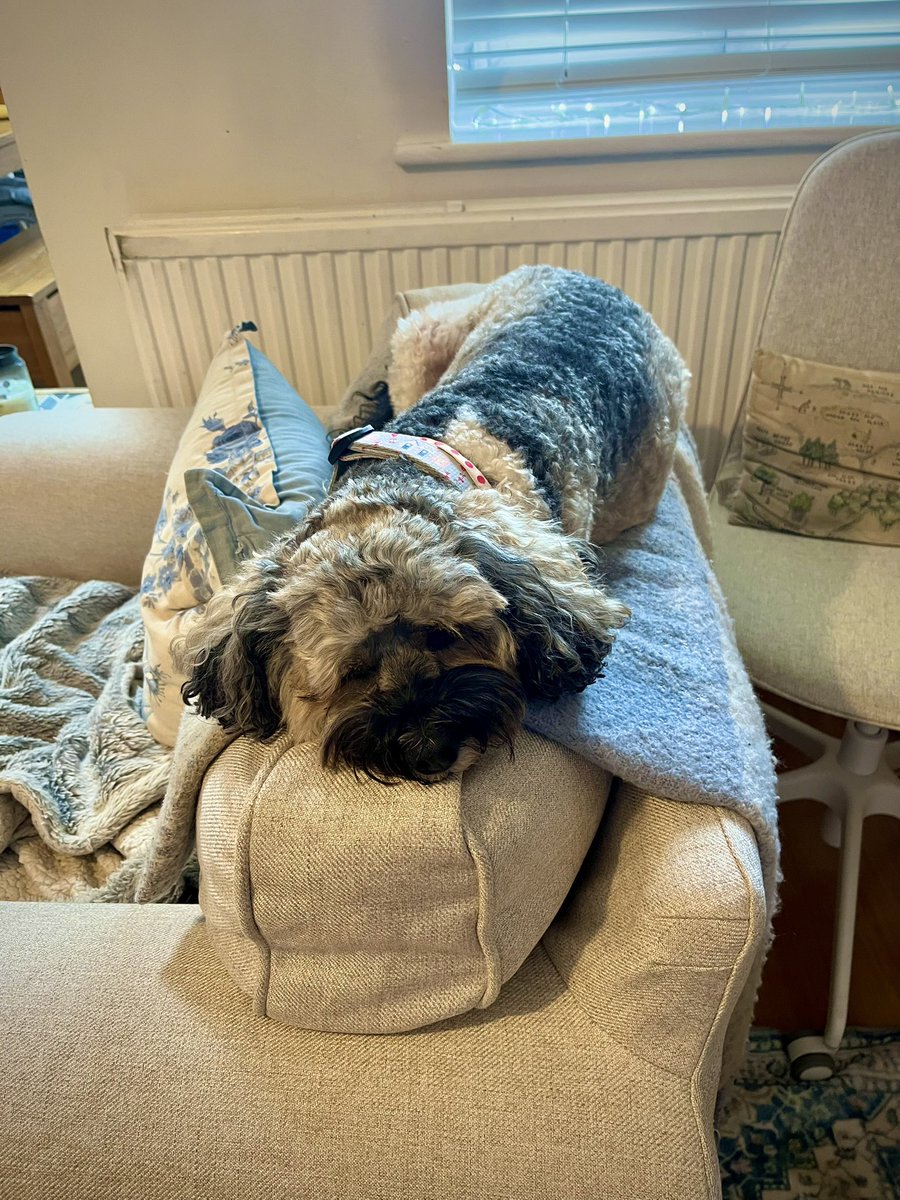 Malcolm & Baby Dog tweet media