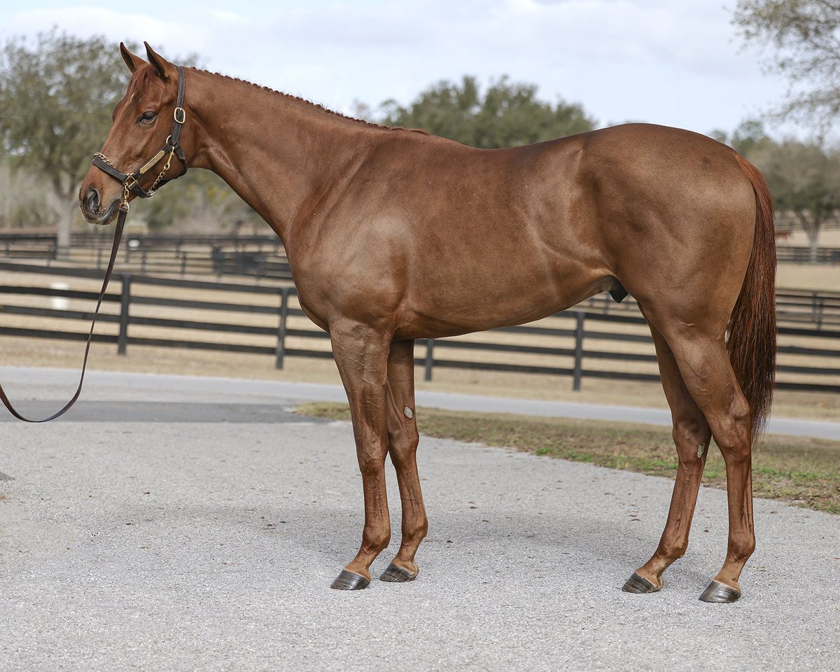 IconRacingLFG tweet media