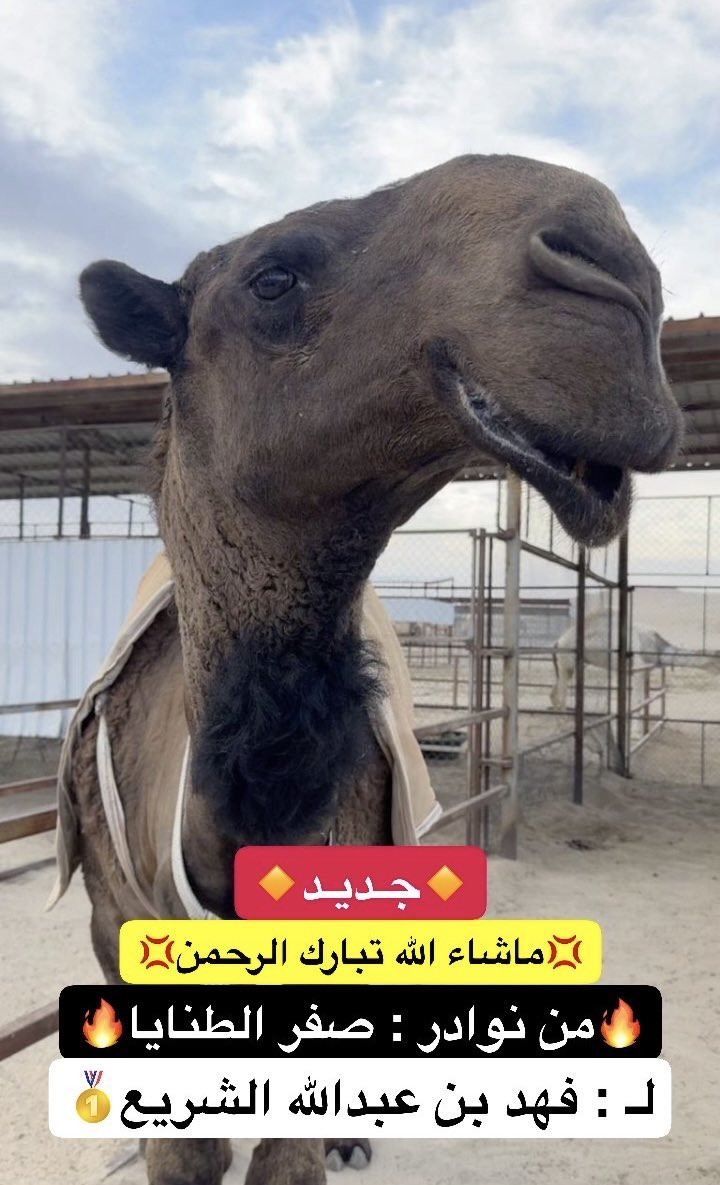 مسعود سعود بن قويزان tweet media