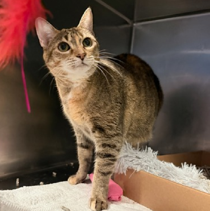 JLthekid9999's tweet photo. ππ AUTUMN (ID 256370), 5 YO, FEMALE β IN MANHATTAN ACC - came into the shelter as an owner surrender on 1/27/2026, with the surrender reason stated as animal behavior - aggressive towards people. ππ πΏ πΏ πΏ πΏ
β‘οΈTBD 3/14/26
β‘οΈ NEW HOPE PARTNER RESCUE ONLY
β‘οΈ TOO LOW ON PLEDGES TO STIMULATE RESCUE INTEREST
β‘οΈππ 6th Chance on Emergency Placement List β VERY RARE β SHELTER AT CAPACITY - COULD BE LAST CALL FOR AUTUMN - VERY HIGH EU/SILENT KILL RISKβ ππ π±π₯π₯π±
β‘οΈ 45 DAYS IN SHELTER β TOO LONG β TIME IS RUNNING OUT
β‘οΈ AUTUMN IS ON THE EPL FOR BEHAVIORAL REASONS -She has a severe bite/scratch history and may display signs of confliction, overstimulation, or pet-induced aggression in the shelter environment. When she is welcoming of attention, she allows petting and handling and enjoys puree treats as a reward. Despite her positive interactions at times, it is in her best interest to move out of the kennel environment and into a stable home as quickly as possible. She would do best in a home with adopters who are willing to give her plenty of time and space to adjust, and who have experience with helping a fearful or sensitive cat adjust to strangers. This designation often means that the cat will be given very little time for rescue/foster/adoption. π₯π₯π₯π₯
I lived with children in my previous home. Cheek and chin scratches make me so happy! I am finding the shelter a little overwhelming, but when it's just you and me and some peace and quiet you'll see what a love bug I am. I am looking for a home with a patient person. I can be slow to adjust to new environments. I prefer to take things at my own pace. I'm sensitive and shy. I'll need extra help from you. What my friends at ACC say about me: Autumn was sitting up at the back of the kennel with her head and ears forward, focused on the assessor with a neutral body and eyes. When offering treats on the scratcher tool, she lowers her head and leans forward to sniff and then she leans back and sits up when reaching close. She leans in for cheek rubs, remains calm when petting her head, and walks forward to eat treats initially offered when stroking her body. She sniffs the tool again, leans in hard for cheek rubs, rubs her face on the den, walks to the front to greet the assessor, ignores treats offered, and then pokes her head out of the kennel to scan the environment. Pick up was not attempted in order to reduce stress. After closing the door, she eats the leftover treats. β€οΈ π»β€οΈ π»β€οΈ π»
NEEDS OUT OF SHELTER ASAP β
Please RT or pledge, if you can, to save this little one.
@AdamsPaulGrimke
ππΏπThank you