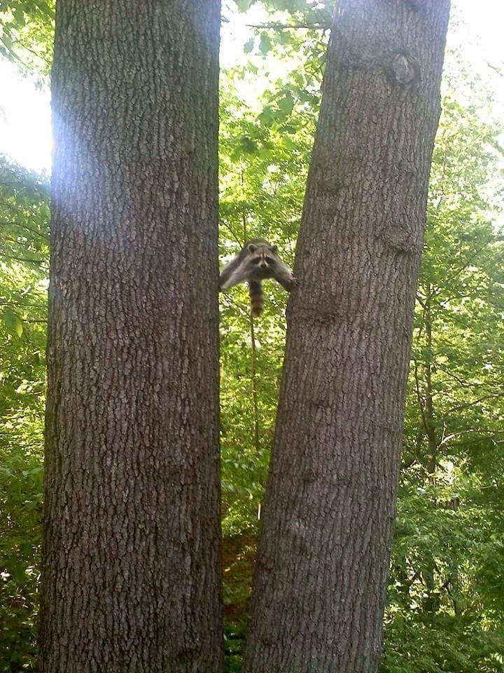 silly raccoons & pandas (@raccstuffs) on Twitter photo 