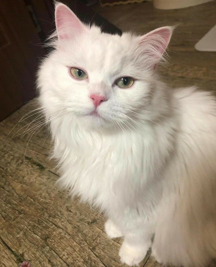 meowkey daily ₍^. .^₎⟆ tweet media