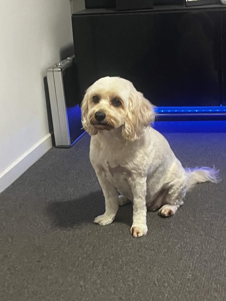 𐙚 𝓈 ⟡ | yufka🕊️ tweet media