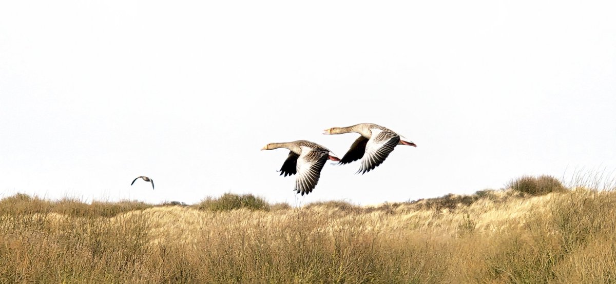 Simon Westerhof tweet media