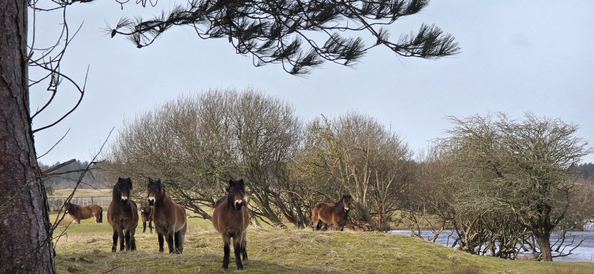 Simon Westerhof tweet media