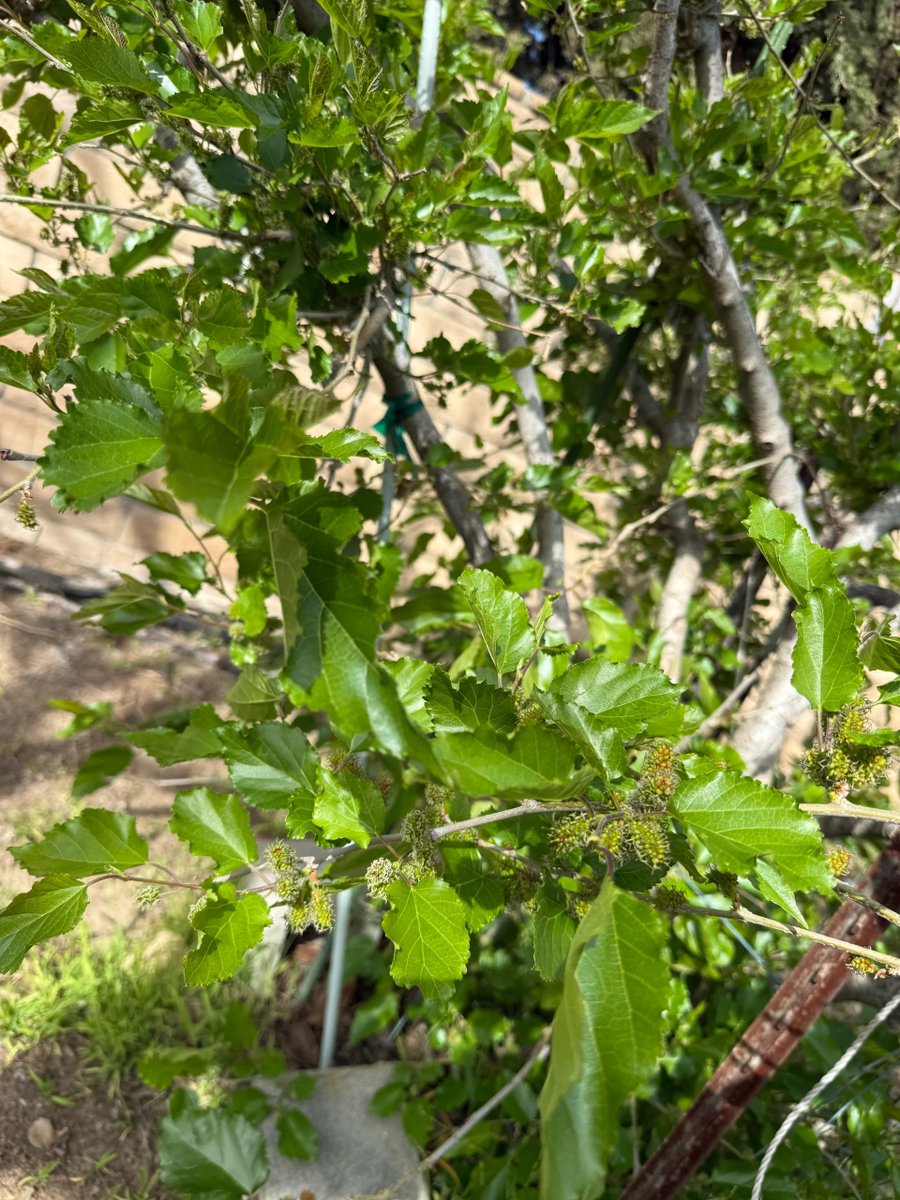 Can you guess what kind of plant this is?😁