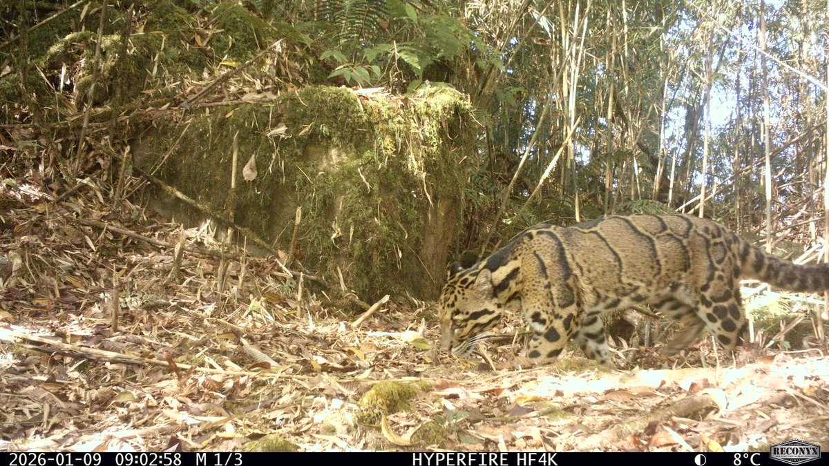 Felidae Conservation Fund tweet media