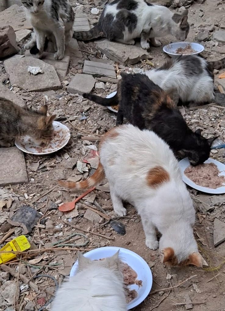 Animal Friends Shelter Gaza tweet media