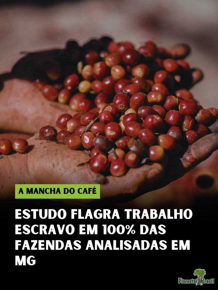A xícara de café consumida globalmente esconde uma engrenagem brutal de exploração no Brasil. Um estudo devastador conduzido pela KnowTheChain e pela Adere-MG revelou que 100% das fazendas de café analisadas em Minas Gerais (o maior produtor do país) apresentavam indicadores de