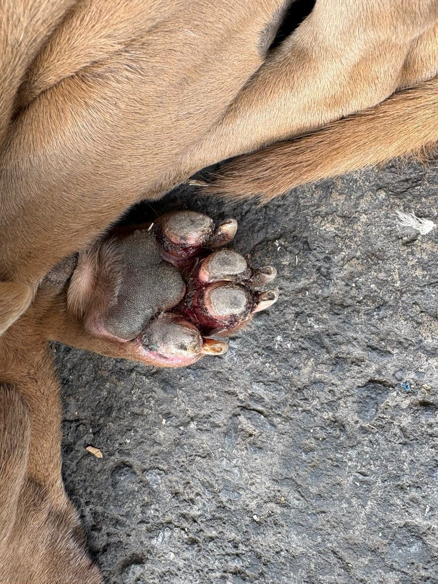 Me duelen muchísimo las patitas,por favor ayúdame.🥺🙏🏼