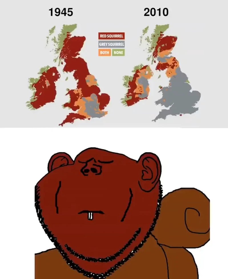 The red squirrel situation is nuts