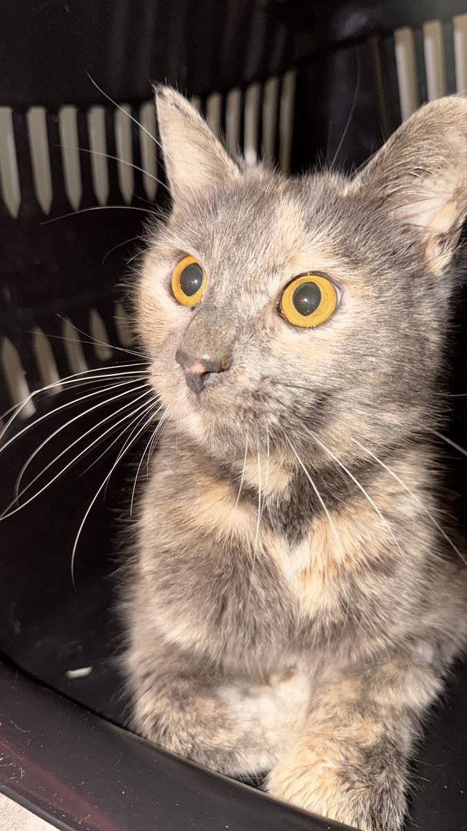 kedibebo's tweet photo. Bebonun renkdaşı pastel torti isteyen var mı 🥺 dişi ve 1 yaşında istanbul içi yuva arıyormuş
İstanbul bağcılar
İletişim 5304460357 https://t.co/YI9tuOpvm9