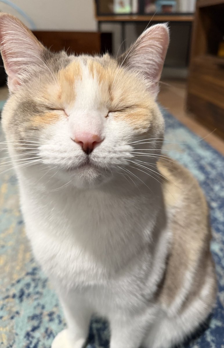 Panko A. Cat’s Mom tweet media