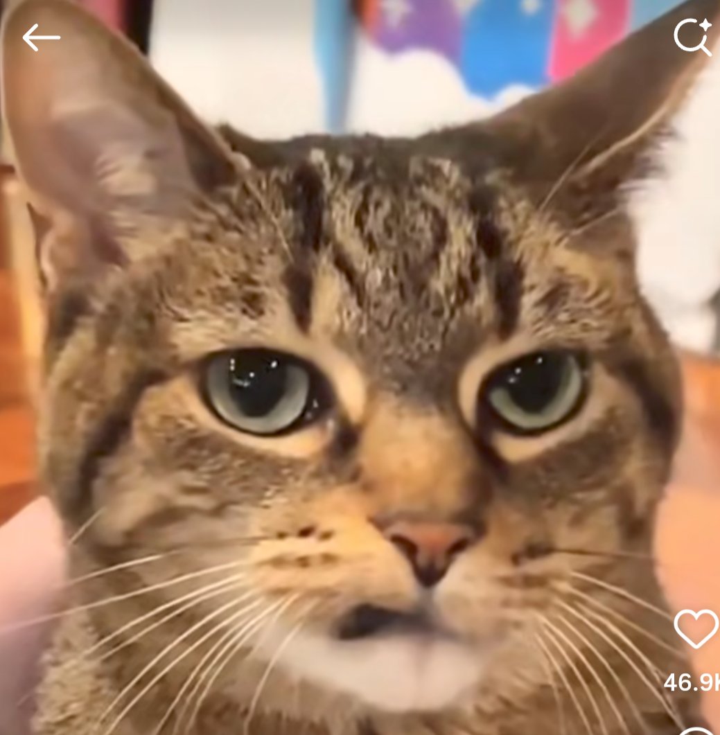 Lynnon Belushi tweet media