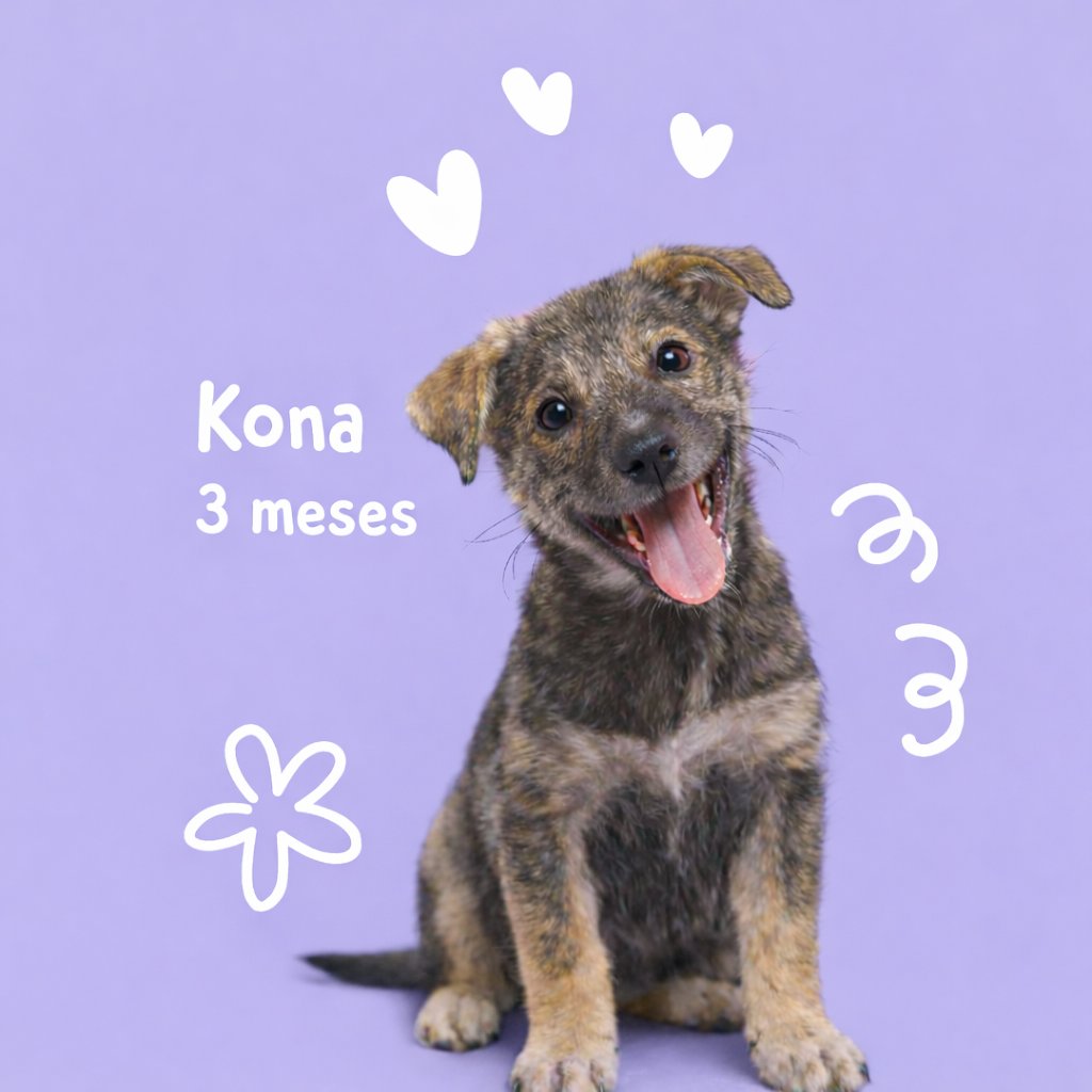 Sociedad Protectora Animal Tamaulipeca Ac tweet media