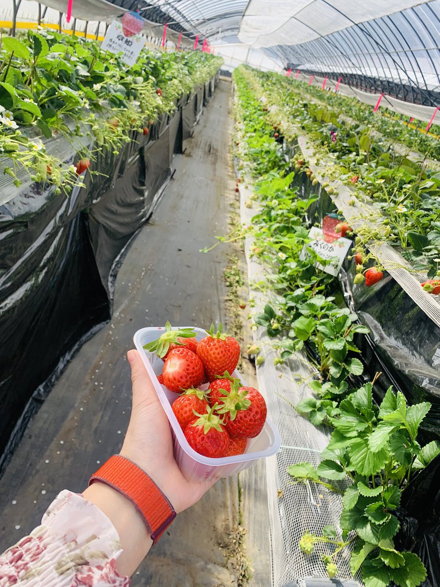 いちご狩り🍓